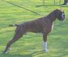 Boxer Foto: Big Boy (ID 37643) Boxer Hund