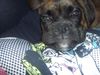 Boxer Foto: Inka vom Oberbeckser Forst (ID 35496) Boxer Hund