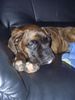 Boxer Foto: Inka vom Oberbeckser Forst (ID 35497) Boxer Hund