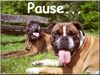 Boxer Foto: Pause ! (ID 38210) Boxer Hund