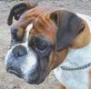 Boxer Foto: Bonnie (ID 36367) Boxer Hund