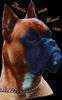 Boxer Foto: Boris (ID 29042) Boxer Hund