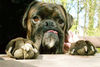 Boxer Hund