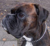 Boxer Hund