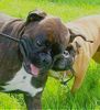 Boxer Hund