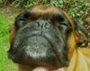 Boxer Foto: Boxerhündin genießt ihre Streicheleien (ID 46562) Boxer Hund