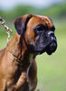 Boxer Hund