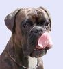 Boxer Hund