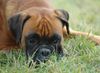 Boxer Hund