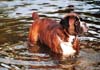 Boxer Hund