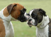 Boxer Hund
