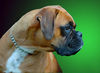 Boxer Hund