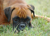 Boxer Hund