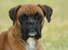 Boxer Hund