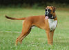 Boxer Hund