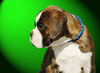Boxer Hund
