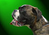 Boxer Hund