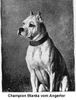 Boxer Hund