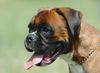 Boxer Hund