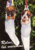 Boxer Foto: Zwei x Boxer im Strunpf (ID 29073) Boxer Hund