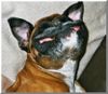 Boxer Foto: lachender Boxer (ID 29014) Boxer Hund