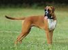 Boxer Hund