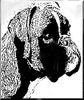 Boxer Foto: Kopfzeichnung (ID 43262) Boxer Hund