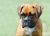 Boxer Hund