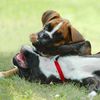 Boxer Hund