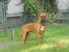 Boxer Foto: Bubba und Gina (ID 16611) Boxer Hund