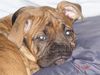 Boxer Foto: Bubba 8 Wochen alt (ID 17579) Boxer Hund