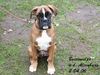 Boxer Foto: Na, was kann ich jetzt anstellen ? (ID 30722) Boxer Hund