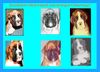 Boxer Foto: Boxergrußkarte (ID 42830) Boxer Hund