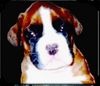 Boxer Foto: Carlo v.d.Weibertreu (ID 33684) Boxer Hund