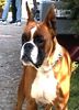 Boxer Hund