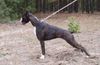Boxer Hund
