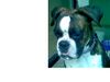 Boxer Foto: Das ist meine Süße (ID 32378) Boxer Hund