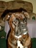 Boxer Foto: bin ich nicht ein hübscher Boxer. (ID 8519) Boxer Hund