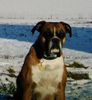 Boxer Foto: Unsere süße CORA (ID 12381) Boxer Hund