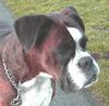 Boxer Foto: Doro (ID 37004) Boxer Hund