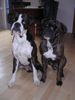 Boxer Hund