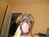 Boxer Hund