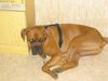 Boxer Hund