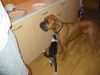 Boxer Hund