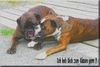 Boxer Foto: Ich hab Dich zum Fressen gern (ID 40235) Boxer Hund