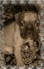 Boxer Hund