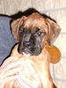 Boxer Foto: hugo, 9wochen (ID 28252) Boxer Hund