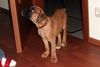 Boxer Foto: hugo ratlos!!! (ID 28253) Boxer Hund