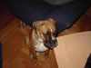 Boxer Hund