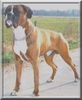Boxer Foto: Dimas v. Triumphator (ID 36644) Boxer Hund